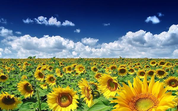 3. Ukraine is 1/3 of global stock of super fertile black soils, and world’s #1 wheat and sunflower oil exporter.